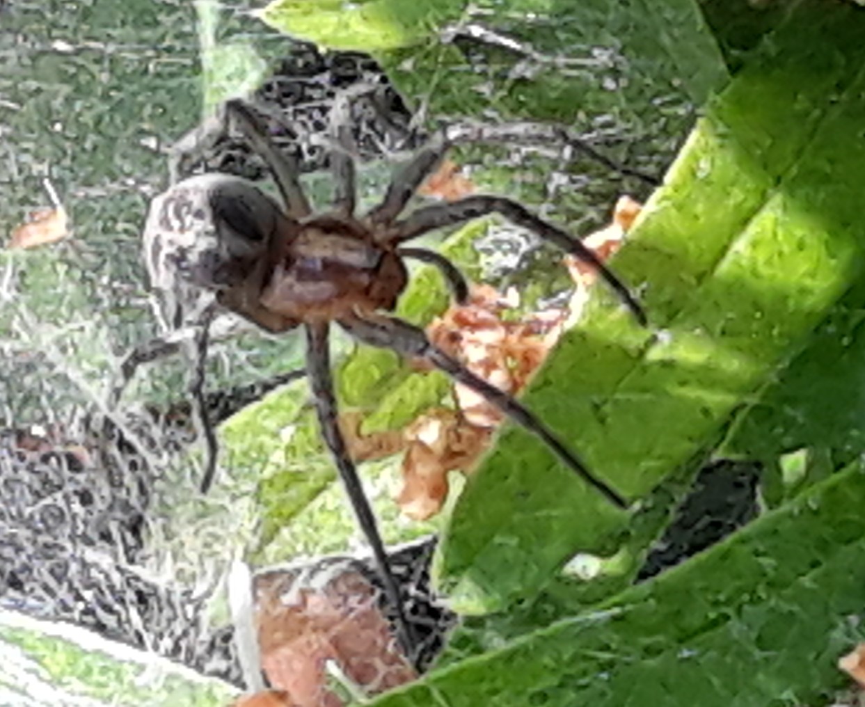 Agelena sp. - laghetto di Seregno (MB)